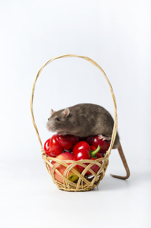 Decorative rat and wicker basket with a vegetables.の写真素材