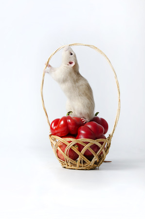 Decorative rat and wicker basket with a vegetables.の写真素材