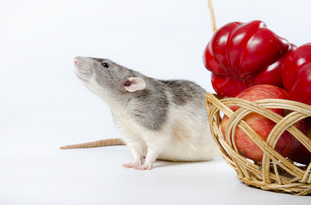 Decorative rat and wicker basket with a vegetables.の写真素材
