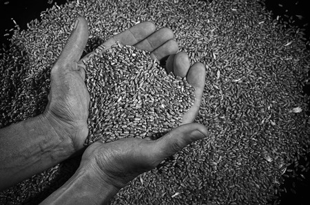 A pile of wheat grains and the farmer's hands.の写真素材