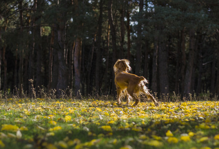 Active young dog walks in the autumn forest.の写真素材