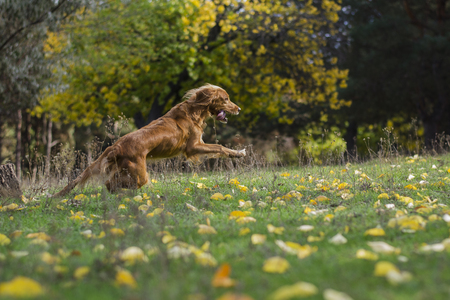 Active young dog walks in the autumn forest.の写真素材