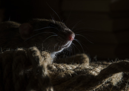 Rat and hemp rope on wooden table.の写真素材