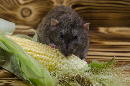 Decorative rat eats fresh corn on a wooden table.の写真素材