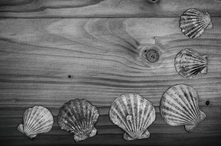 Sea shells on a wooden table in black and white.の写真素材