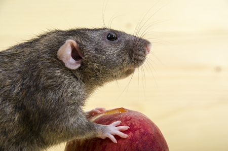 Rat eats a peach on a wooden table.の写真素材