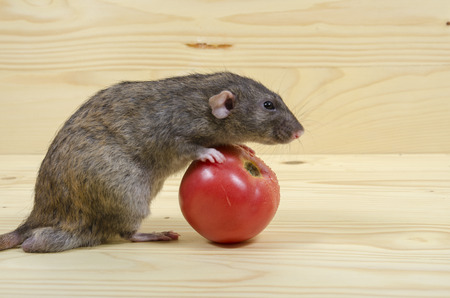 Rat eats a tomato on a wooden table.の写真素材
