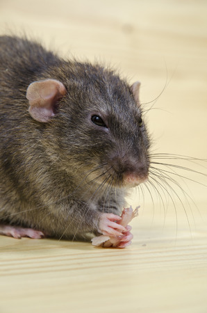 A rat eats lard on a wooden table.の写真素材