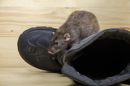 Rat and old boots on a wooden table.の写真素材