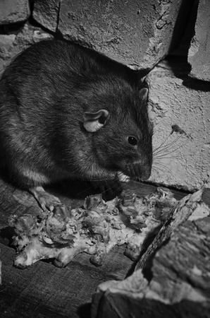 A rat gnaws meat from bones in brick ruins, in black and white.の写真素材