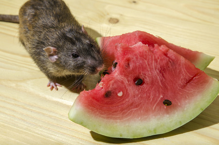 Rat eats a watermelon with seeds on a wooden table.の写真素材