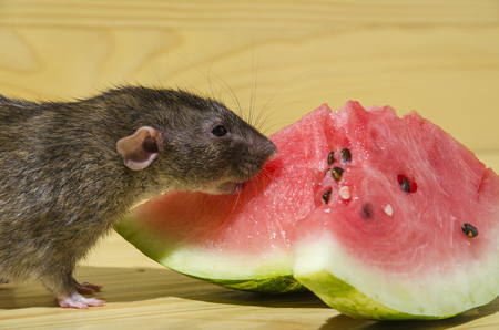 Rat eats a watermelon with seeds on a wooden table.の写真素材