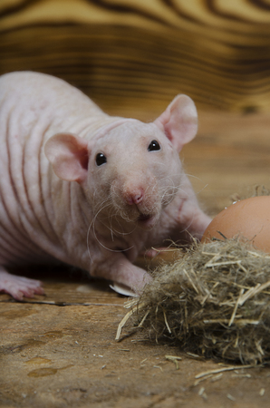 Decorative rat eats a chicken egg on a wooden table.の写真素材