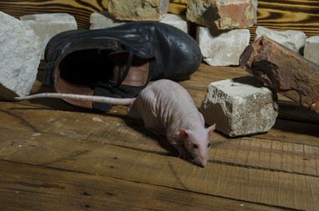 Rat and an old military boot among a pile of old bricks.の写真素材