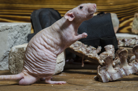 A rat gnaws meat from bones.の写真素材