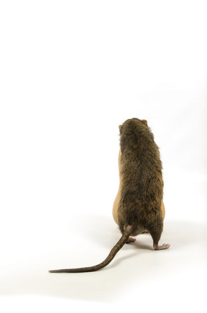 A rat gnaws a pumpkin on a white background.の写真素材