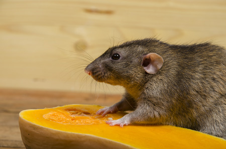 A rat eats a pumpkin on a wooden table.の写真素材
