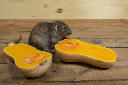A rat eats a pumpkin on a wooden table.の写真素材