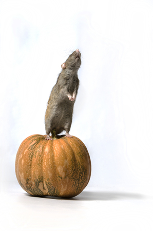 A rat and a pumpkin on a white background.の写真素材