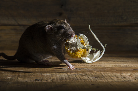 The rat steals dried corn at night.の写真素材