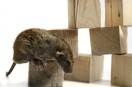 Rat and wooden cubes on a white background.の写真素材