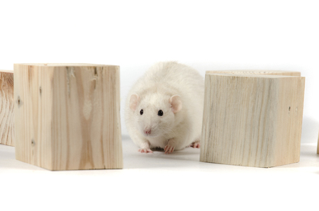 Rat and wooden cubes on a white background.の写真素材