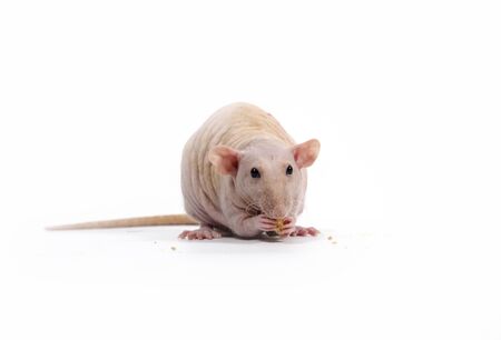 Decorative rat eats dry bread on a white background.の写真素材