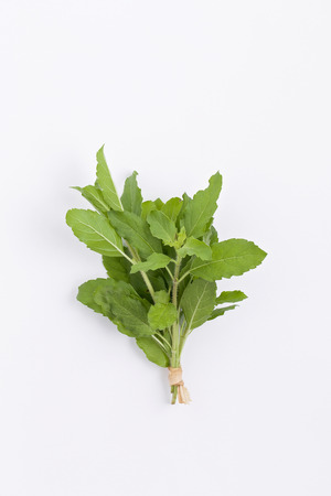 bundle of fresh holy basil isolated on whiteの写真素材