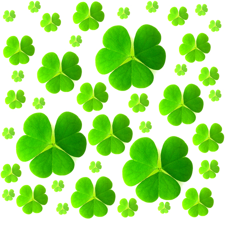 St. Patrick's day. Isolated clover leaves on white backgroundの写真素材