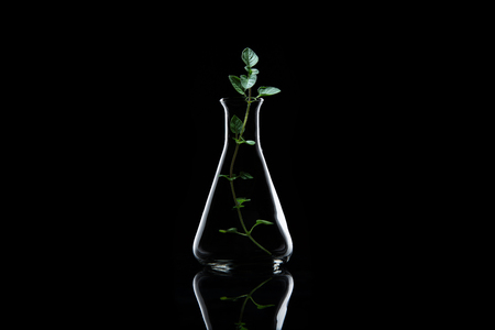 Bottle of essential oil with herbs on back background. Collection of herbal and spices low key.の写真素材