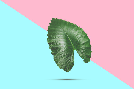 Tropical green leaf with dew drop on Summer pink and blue pastel background. Minimal conceptの写真素材