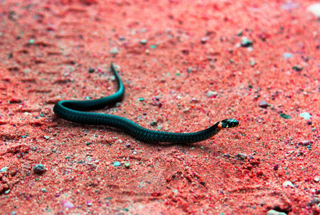 snake tooの写真素材
