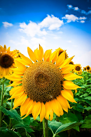 a beautiful field of sunflowerの写真素材