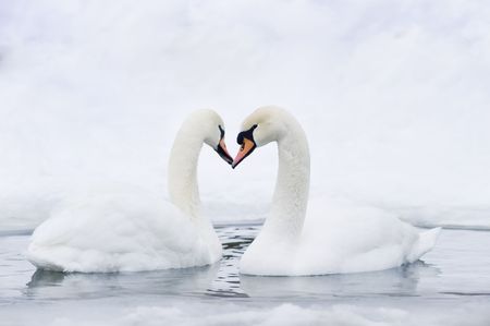 Couple of swans forming in water forming heart の写真素材
