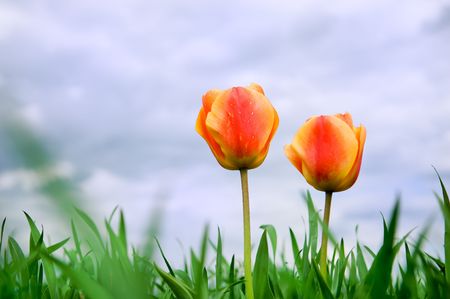 Two  tulips in the perfect green field の写真素材
