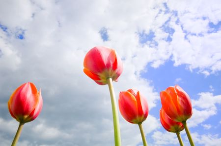  tulips growing up in the blue sky の写真素材