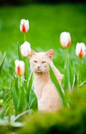 Funny cat outside in the tulips fieldの写真素材