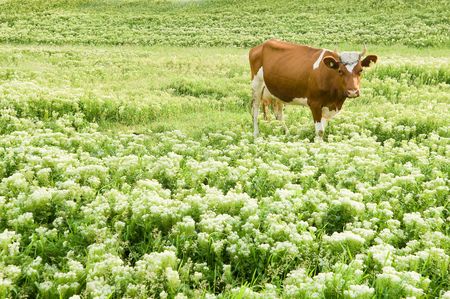 Funny brown cow in a pasture with perfect green grassの写真素材