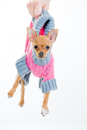 Funny little dog in sweater, isolated over white background の写真素材