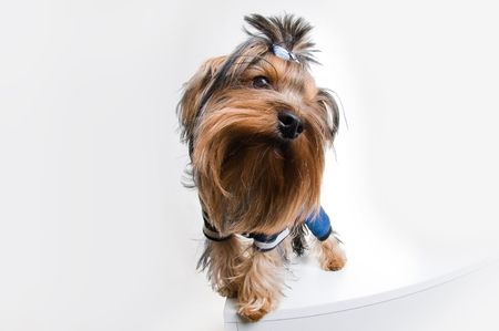 Funny little dog, wide angle view の写真素材