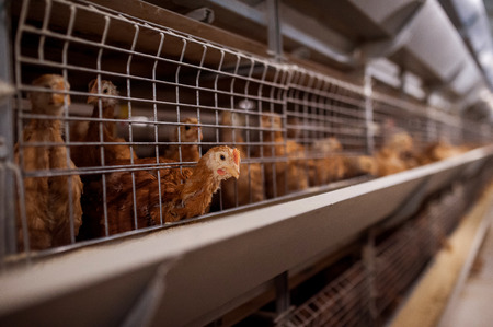 Baby chicken in poultry farmの写真素材