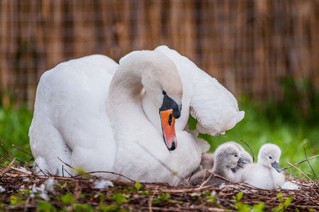 Mother swan and little swansの写真素材