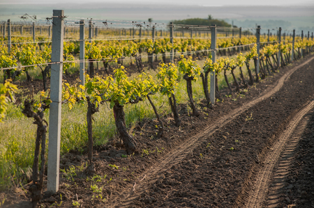 Grape fields spring in the sunの写真素材