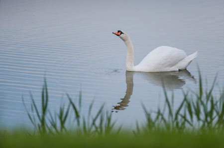 Beautiful white swan floating in the lakeの写真素材