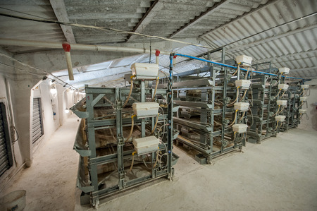 Poultry processing plant line. Production of chicken meat.の写真素材