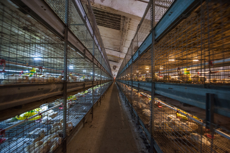 Baby chicken in a poultry farm in the cellsのeditorial素材