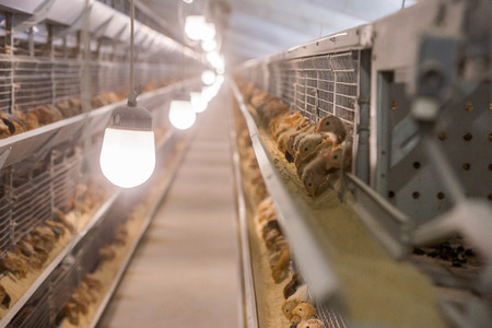 Baby chicken in a poultry farm in the cellsの写真素材