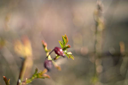 Spring bloom and first leaves of trees, rose hips, shallow depth of fieldの写真素材