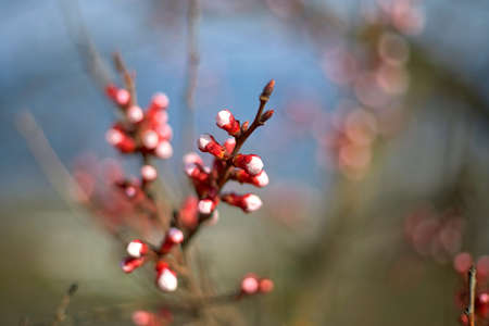 Spring bloom and first leaves of trees, apricot, with shallow depth of fieldの写真素材