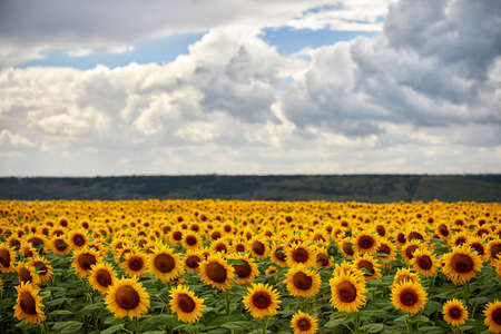 Sunflower field, on a bright summer day, against a background of clouds, with a shallow depth of fieldの写真素材